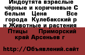 Индоутята взраслые чёрные и коричневые С белым › Цена ­ 450 - Все города, Кулебакский р-н Животные и растения » Птицы   . Приморский край,Арсеньев г.